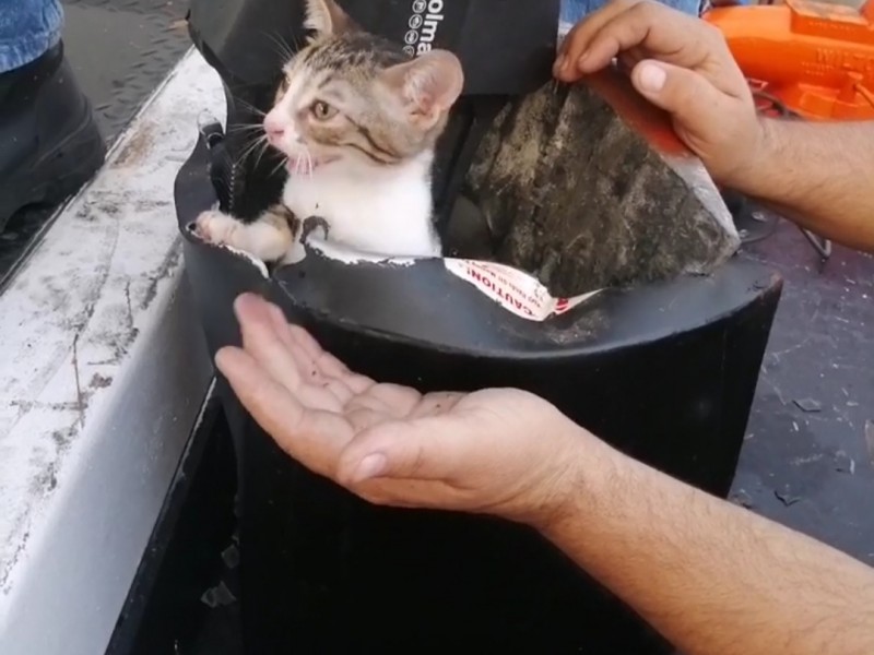 Bomberos liberan a gatito atrapado en caja fuerte