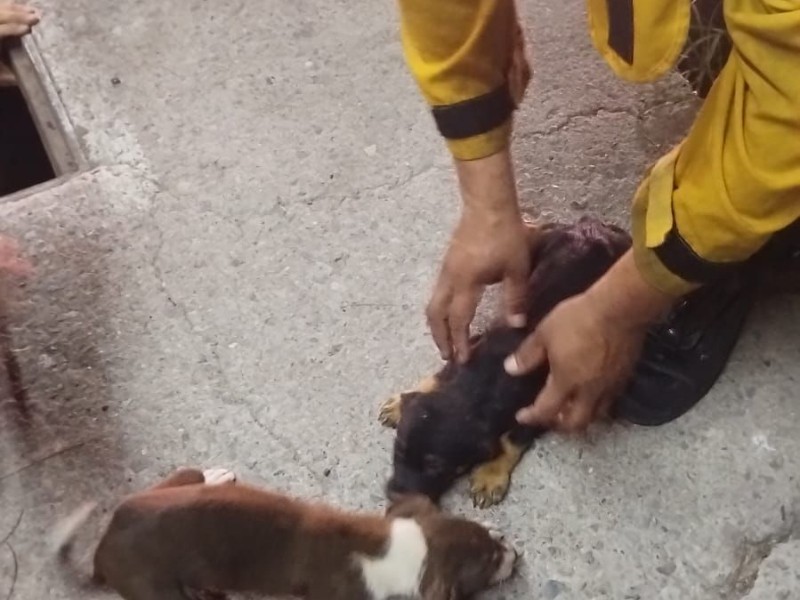 Bomberos rescatan a cachorros en alcantarilla