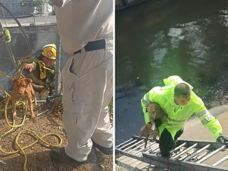 Bomberos rescatan a cinco perros atrapados en canal de agua