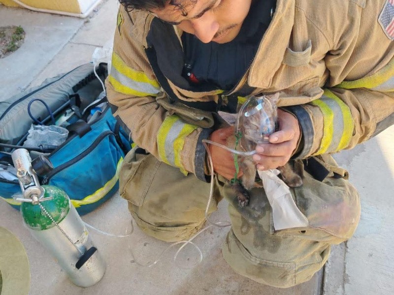 Bomberos rescatan a un gatito durante incendio en una vivienda