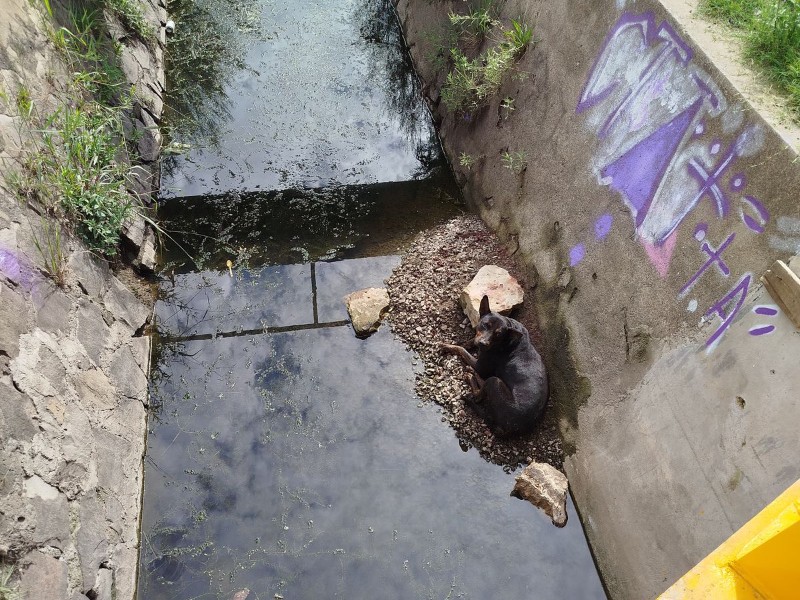 Bomberos rescatan perro lesionado atrapado en canal de Durango