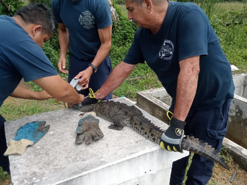 Bomberos reubicaron a cocodrilo avistado en zona urbana