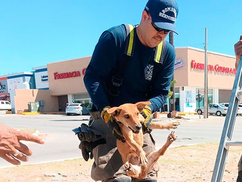 Bomberos voluntarios de Guaymas rescata a una perrita en alcantarilla