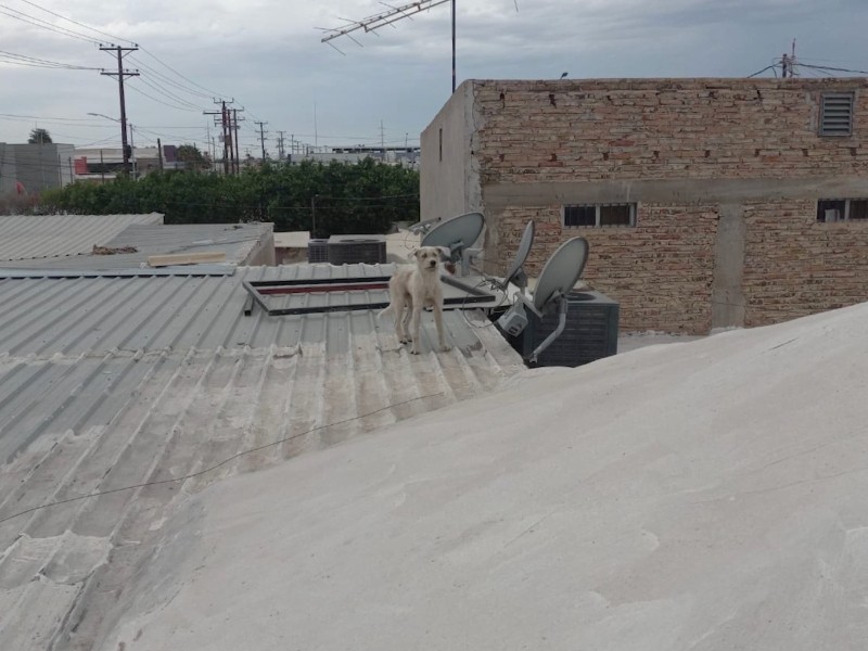 Bomberos Voluntarios rescatan a perro arriba de un techo