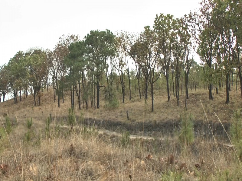 Bosque de La Primavera más que un pulmón