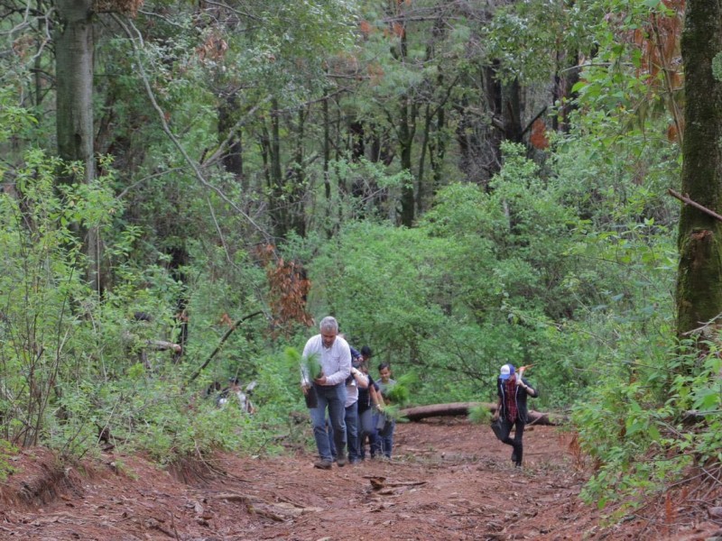Bosque Uakusi, reserva de gran valor ecológico para Morelia