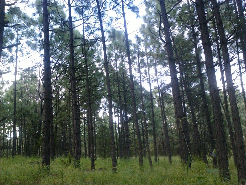 Bosques son el 6.4% de Sonora