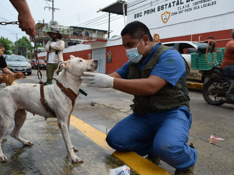 Brigadas brindan atención veterinaria a mascotas tras inundaciones