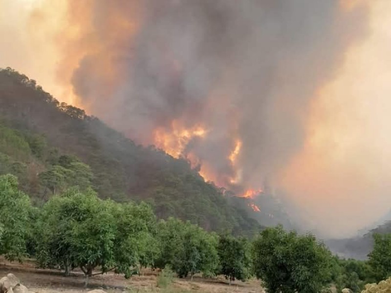 Brigadistas sofocan incendio forestal en Casimiro Castillo