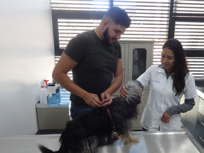 Brinda clínica veterinaria de pequeñas especies 30 atenciones semanalmente