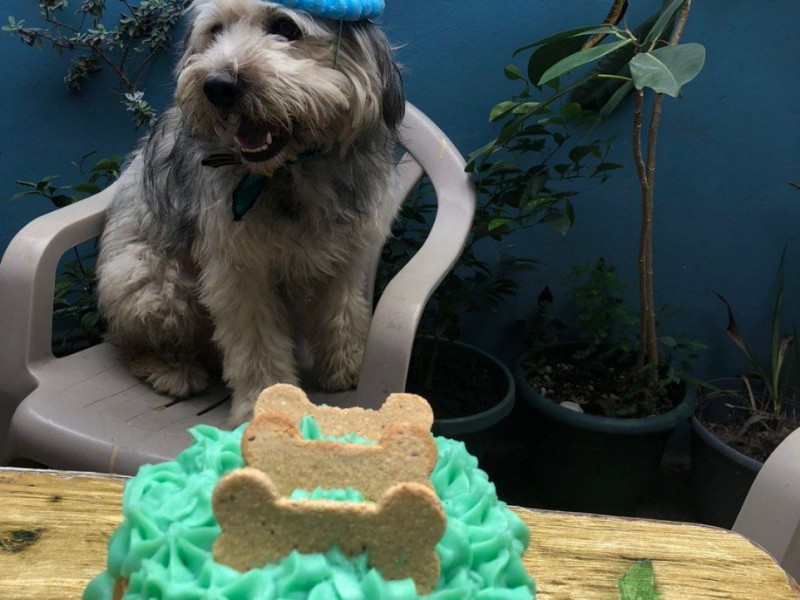 Brinda “Petstelería” nutrición canina de forma divertida