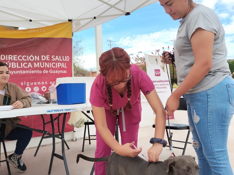 Brindan 173 servicios de salud para mascotas