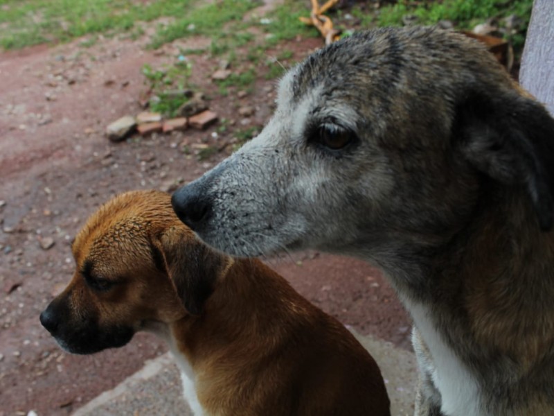 Brindan información para el cuidado animal