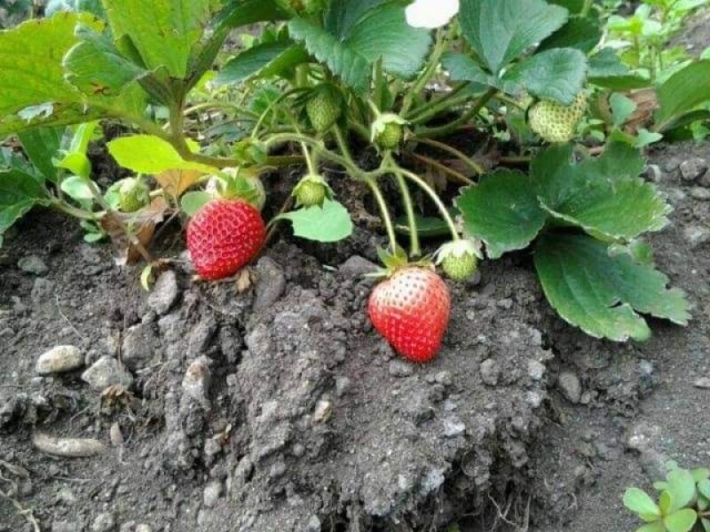 Brindarán asesoría gratuita a agricultores para acceder a programas gubernamentales