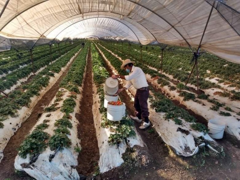 Brindarán asesoría gratuita a productores interesados en exportar sus frutillas