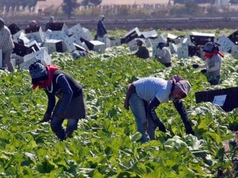 Brote de Covid-19 en campo agrícola está controlado: COEPRIS B.C.S.