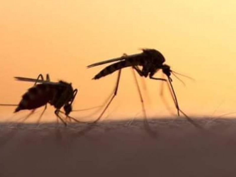 Brote de dengue afecta a decenas de familias zamoranas