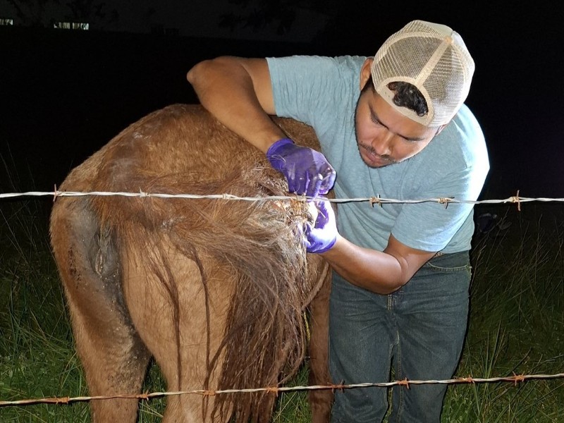 Brote de gusano barrenador alarma a ganaderos en Las Barrillas