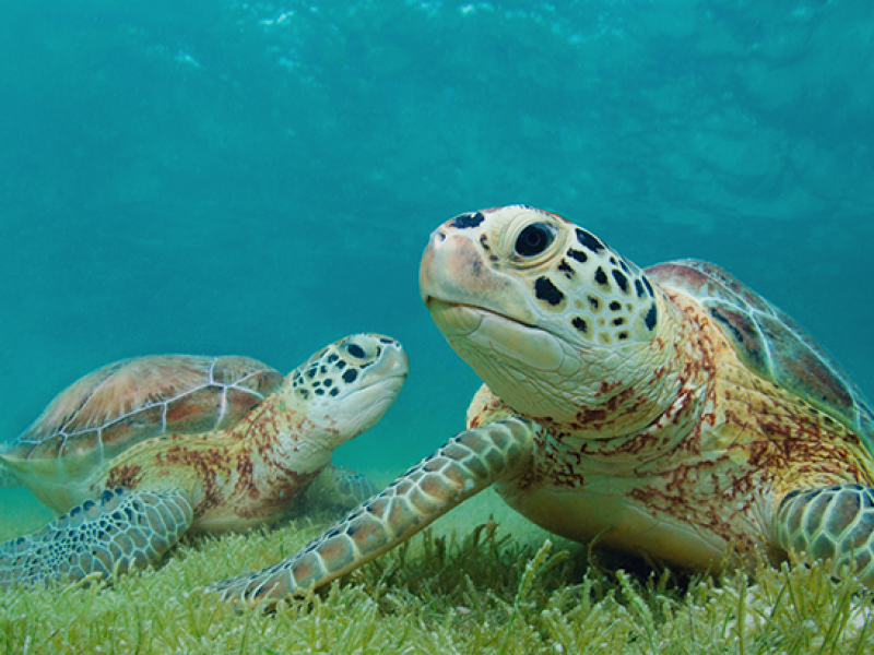 Buen años para desove de tortuga golfina