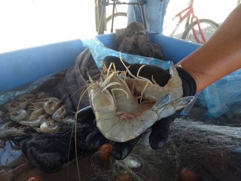 Buena captura de camarón en ribera