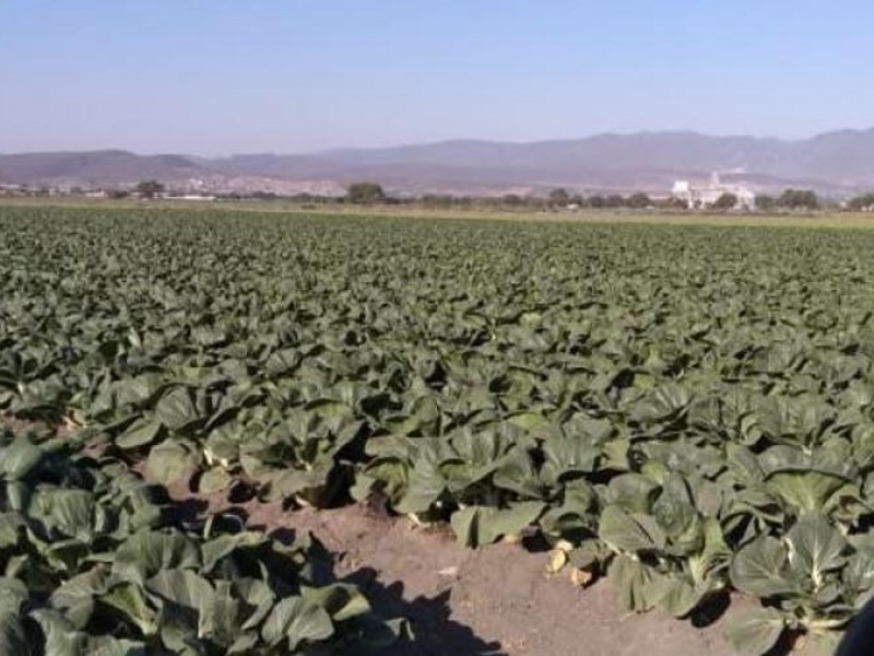 Buen cierre de año en cosechas para Cuayucatepec