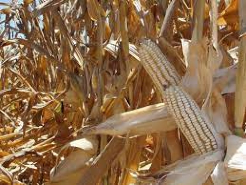 Buena expectativa en producción y precio de trigo y maíz