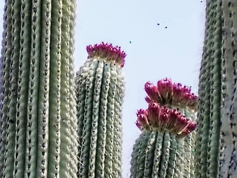 Buena la cosecha de la tetecha en Zapotitlán