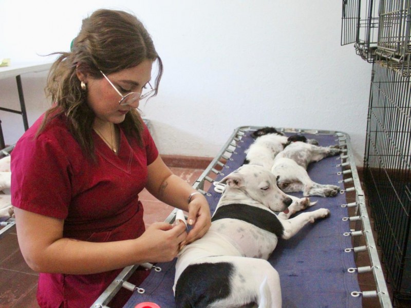 Buena respuesta obtiene jornada de esterilización canina y felina