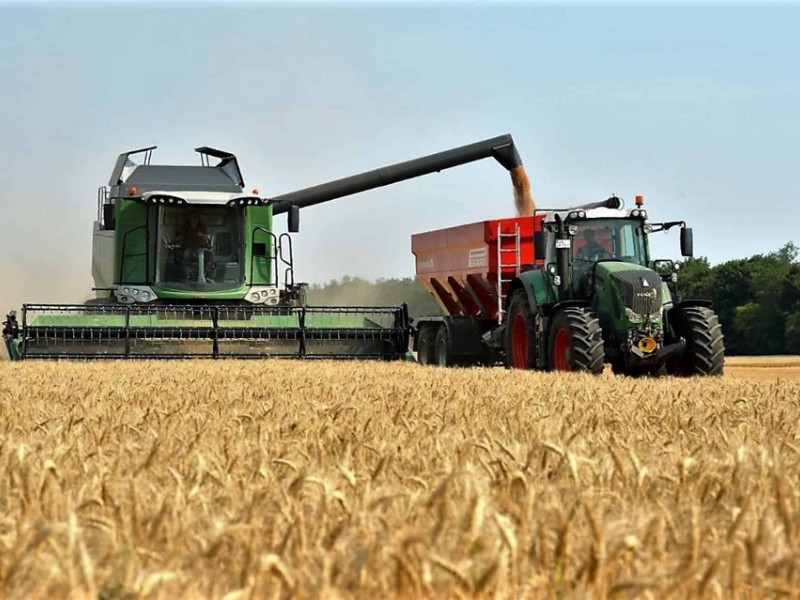 Burocracia retrasa pagos pendientes a trigueros de El Carrizo