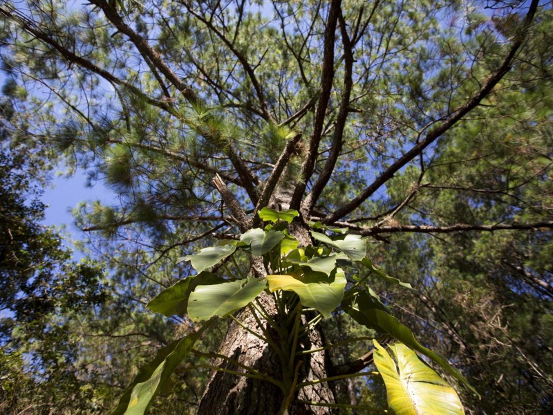 Busca el BID incluir la biodiversidad en todos sus proyectos