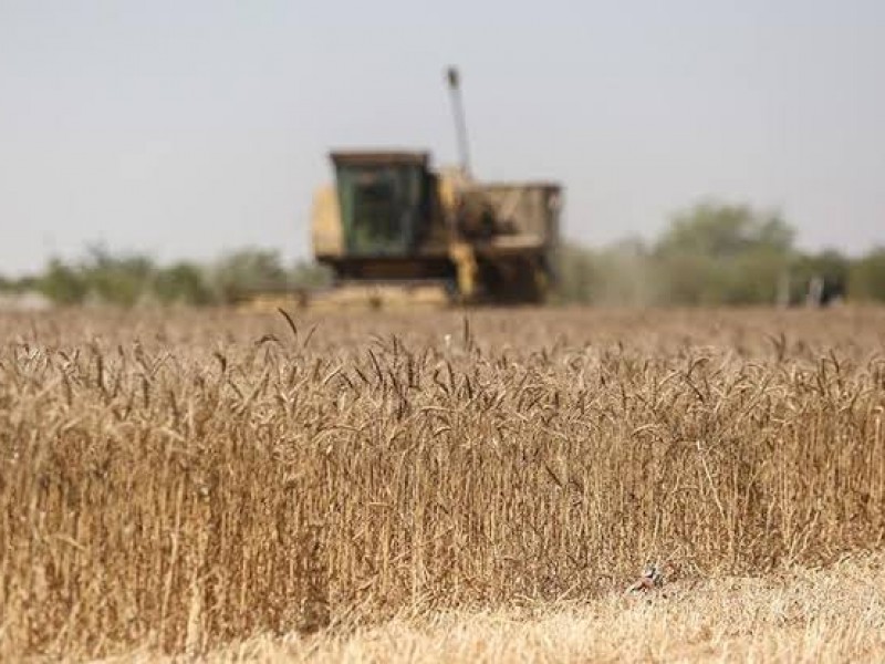 Busca ONU reanudar acuerdo de cereales entre Rusia y Ucrania