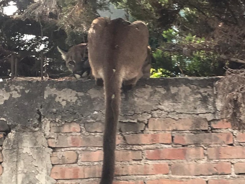 Buscan puma en San Juan del Río