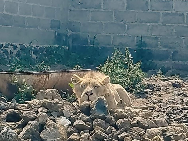 Buscaban a una persona desaparecida y hallaron un León