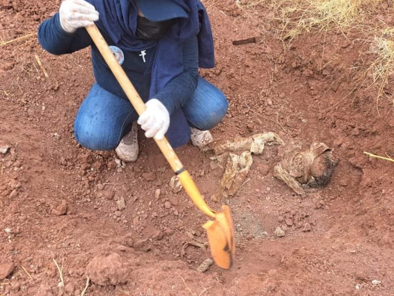 Buscadoras continúan localizando restos humanos