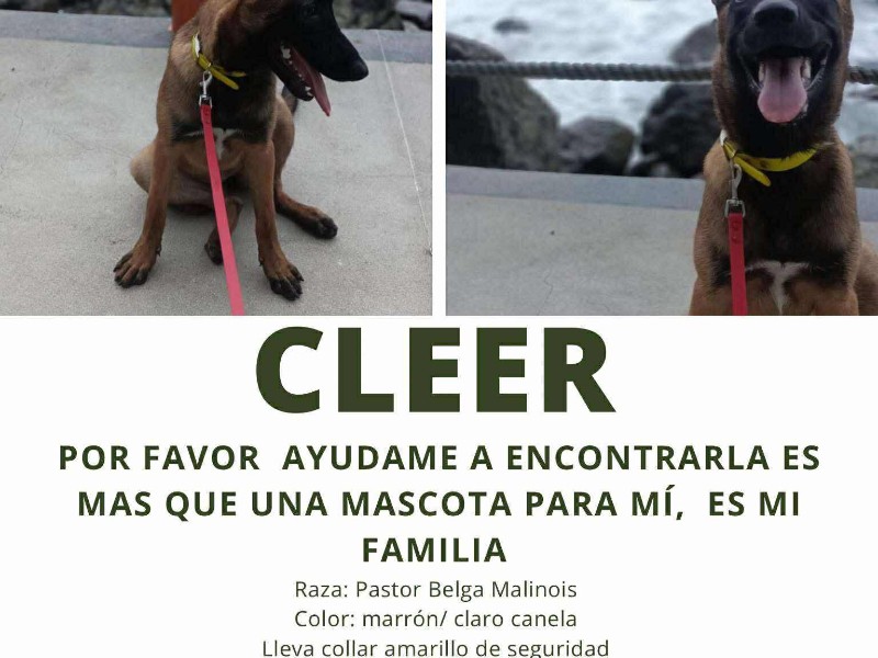 Buscan a perrita de asistencia extraviada en Petatlán