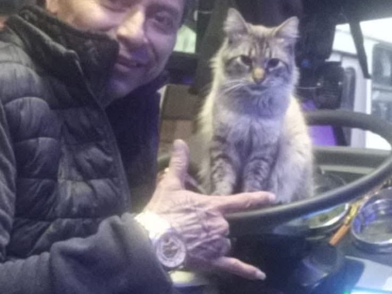 Buscan a Zafiro el michi cobrador de Puebla