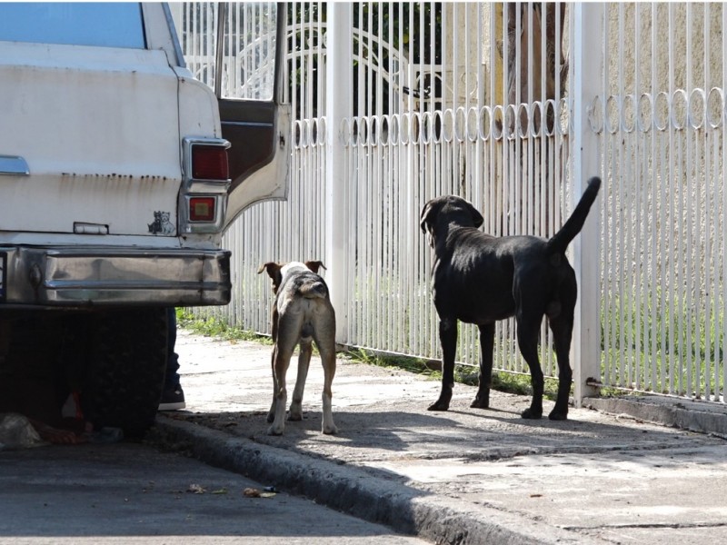 Buscan adoptantes para perros en #SituaciónDeCalle en la Villareal