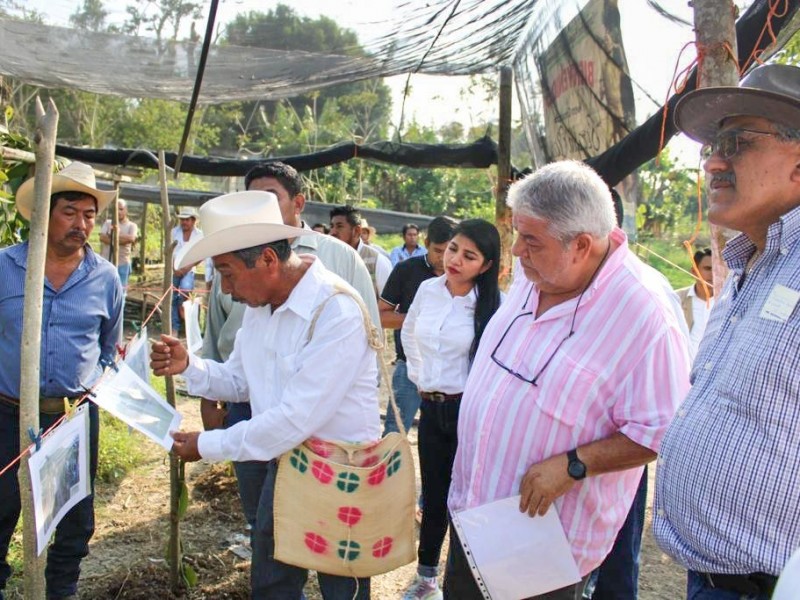 Buscan aumentar los sembradíos orgánicos en el norte de Veracruz