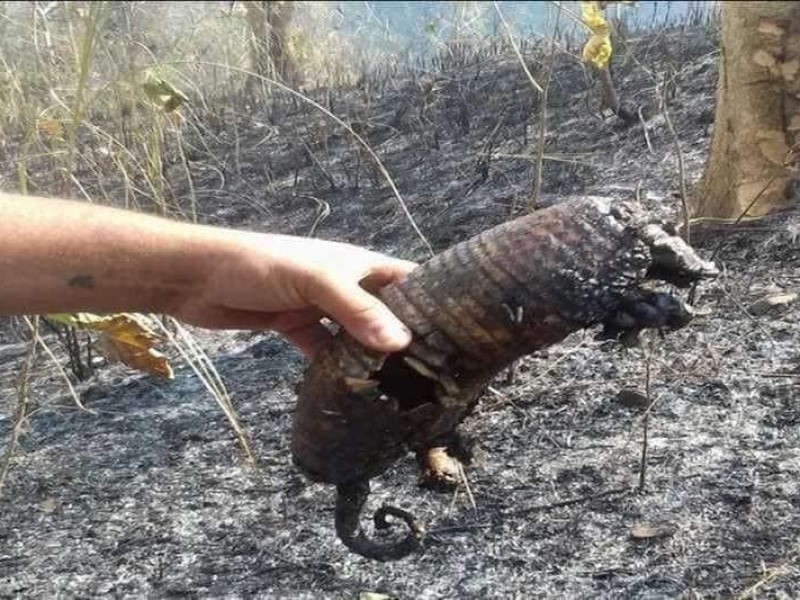 Buscan ayudar a fauna afectada por incendios