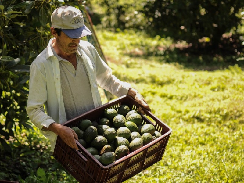 Buscan capacitar a productores de limón y aguacate para exportar