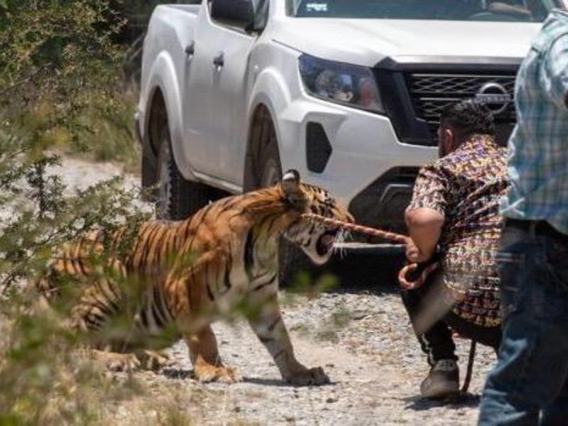 Capturan a tigre de bengala en Salinas Victoria, Nuevo León