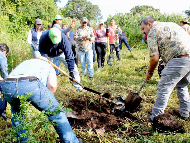 Buscan certificación ambiental para cultivos de aguacate en Michoacán