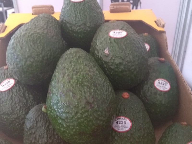 Buscan certificar y exportar aguacate