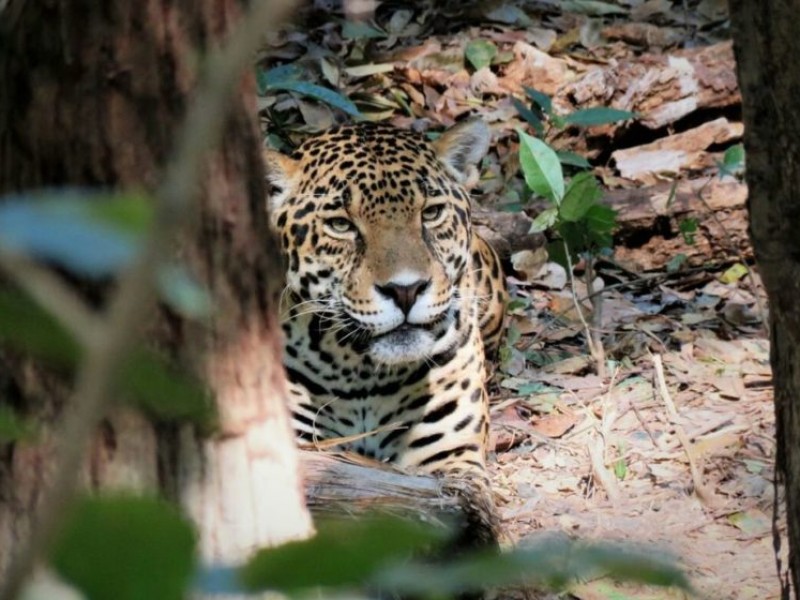 Buscan concientizar a población sobre peligro del Jaguar