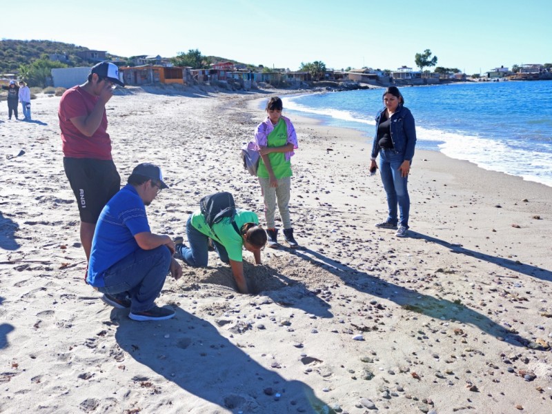 Buscan concientizar al cuidado de la tortuga marina