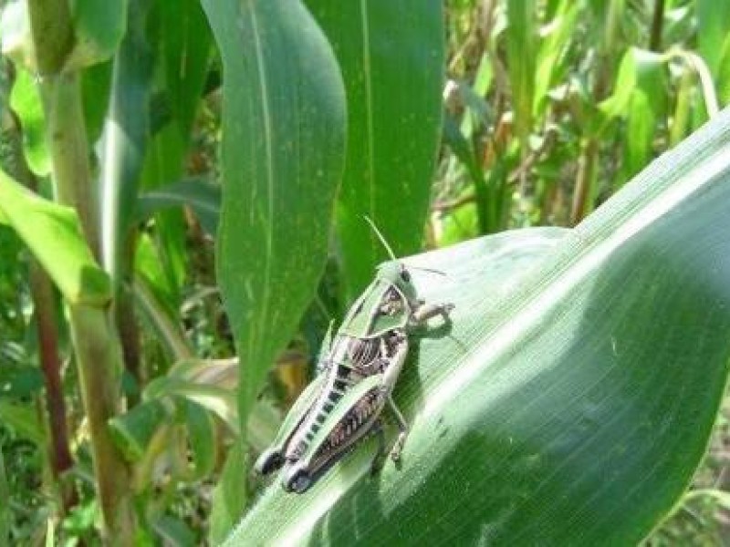 Buscan controlar  plaga del chapulín