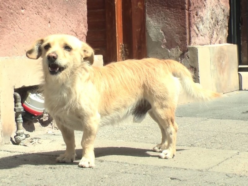 Buscan crear Centro Canino con inversión de 3 mdp