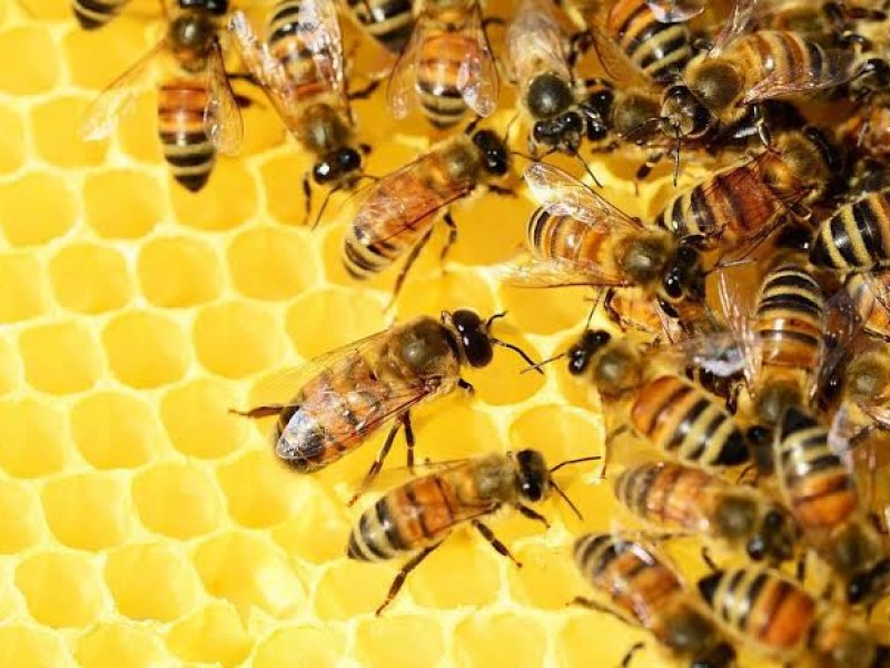 Buscan crear conciencia sobre el cuidado de las abejas