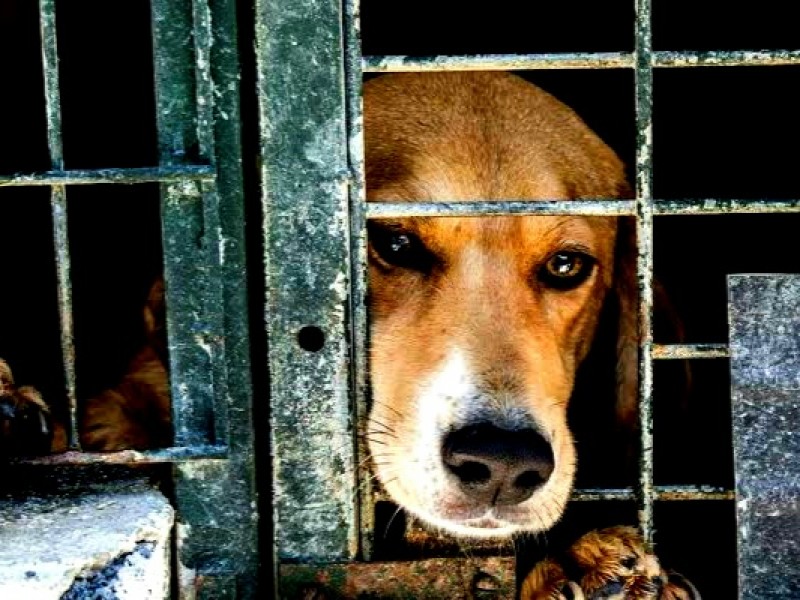 Buscan crear reglamento de protección animal en Jacona