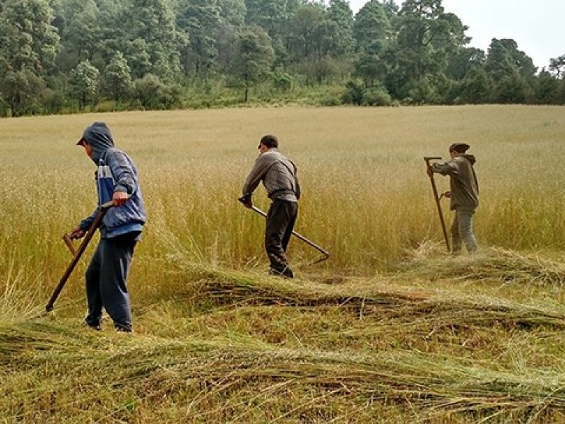 Buscan desarrollar cultivos de avena y trigo en Nayarit